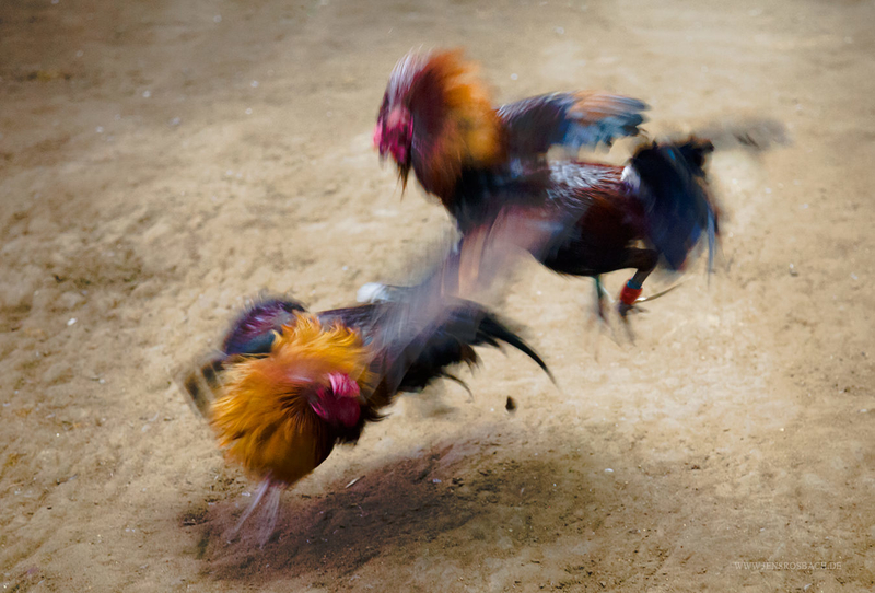 Judi Sabung Ayam Online Mudah