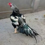 Cara Merawat Ayam agar Tidak Stres